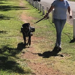 Rottweiler Puppies from Linda Sprouse