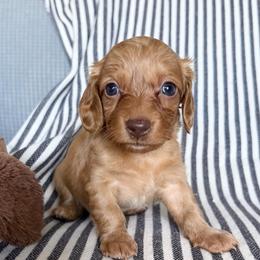 - ee red girl - Red female Dachshund puppy in Elkhart, Indiana from Hart City Dachshunds