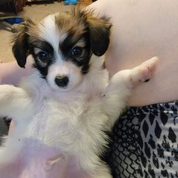 Papillon Puppies from Loving Hands