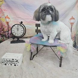 Davidson - Shih Tzu