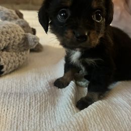 Rosy - Black and tan female Companion Cross puppy in Garvin, Oklahoma from Hochatown Awesome Aussies