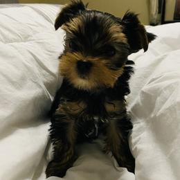 Cooper - Black and gold male Yorkshire Terrier puppy in Owensville, Indiana from Endeavor Yorkshire Terriers