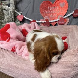Girl 1 - Cavalier King Charles Spaniel puppy from Sweet Heart Cavaliers