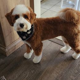 Bernedoodle and Poodle Puppies from Plum Valley Pups