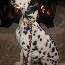 Dalmatian and Labrador Retriever Puppies from ECMO Farm Dalmatians & ECMO Farm Fox Red Labs