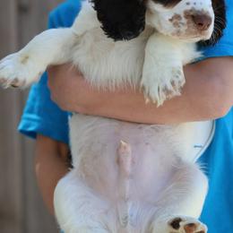 English Cocker Spaniel Puppies from HighBrassGunDogs