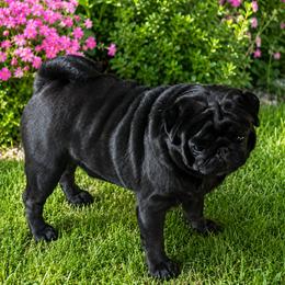 Archie - Pug