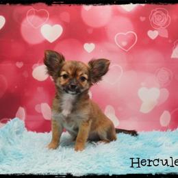 Hercules - Black sabled fawn male Chihuahua puppy in Demorest, Georgia from Sourpatch Chihuahuas