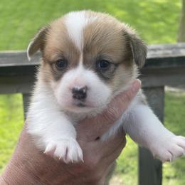 Orange Collar - Red female Pembroke Welsh Corgi puppy in Nevada, Iowa from Rogers AKC Corgis of Iowa.