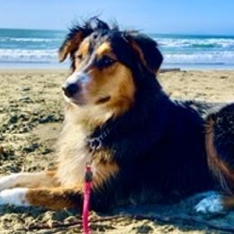 Old Time Scotch Collies from Thistledown Farms