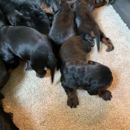 Girl 3 - Black and tan female Gordon Setter puppy in Gordonville, Pennsylvania from Blue Ribbon Setters