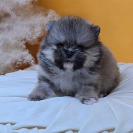 Timmy - Cream sable male Pomeranian puppy in Los Angeles, California from Pommies of LA