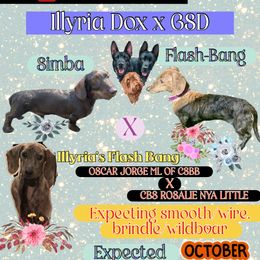 Girl 1 - Brindle female Dachshund puppy in Livingston, Kentucky from Illyria Dox & GSD