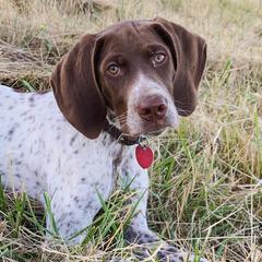 Braque Francais Pyreneans from Windy Ridge Gun Dogs