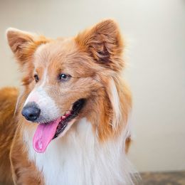 Koda Bear - Pembroke Welsh Corgi