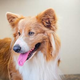 Koda Bear - Pembroke Welsh Corgi