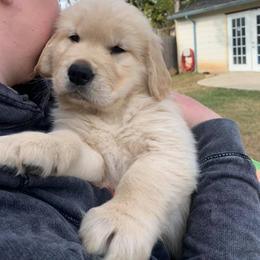 Golden Retriever Puppies from Scout's Legacy Golden Retrievers