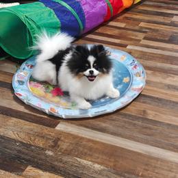 Trinity - Pomeranian