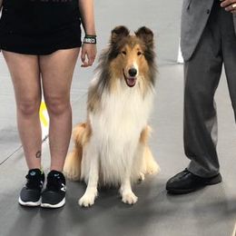 Collies from Eye Spy