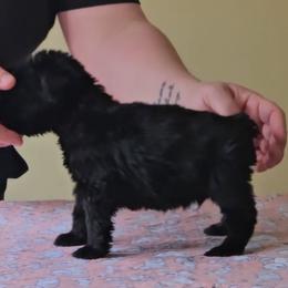 Red collar male - Black male Giant Schnauzer puppy in Danville, Indiana from Surefoot Giant Schnauzers