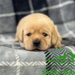 Green - Yellow male Labrador Retriever puppy in Beaverdam, Virginia from Riverside Sunset Labrador Retrievers