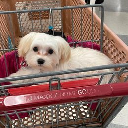 Maltese from Maltese Momma
