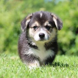 Bixler - Black and tan male Pembroke Welsh Corgi puppy in Pollock, Missouri from Northstar