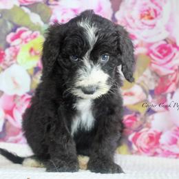 Cecil - Black and white male Sheepadoodle puppy in Lowry City, Missouri from Cooper Creek Puppies