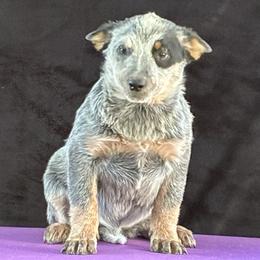 L63-06 - Blue female Australian Cattle Dog puppy in Sheridan, Oregon from 6pk Cattledogs