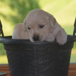 Millie (purple collar) - Golden female Golden Retriever puppy in Webster City, Iowa from Whispering Pines Precious Puppies
