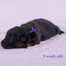 Purple Collar - Black and red female German Shepherd puppy in Plumas Lake, California from Zwinger Vom Greifjäger