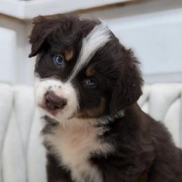 Star AKC - Red tri-color female Australian Shepherd puppy in Polk City, Florida from Skaky Shepherds