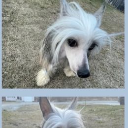 Chinese Cresteds from Hair-itage Cresteds
