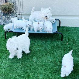 West Highland White Terrier Puppies from Elvador West Highland White Terriers