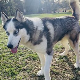 Spirit - Siberian Husky