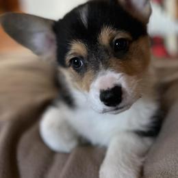 Pembroke Welsh Corgis from Sandy’s Pet Grooming and Boarding & AKC Corgis