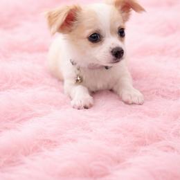 Bella - Cream and white female Chihuahua puppy in Rowlett, Texas from Sugar Cookie Chihuahuas