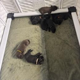 Labrador Retriever Puppies from Dawn's Labrador Retrievers