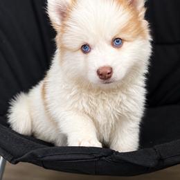 Charlie - Red and white male Pomsky puppy in Winston, Oregon from Arctic Tails Spitz