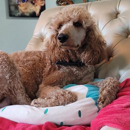 Madame - Poodle