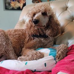 Madame - Poodle