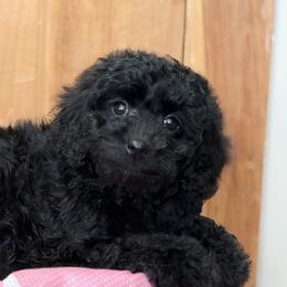Black girl - Black female Goldendoodle puppy in Rush, New York from Care Bear Puppies