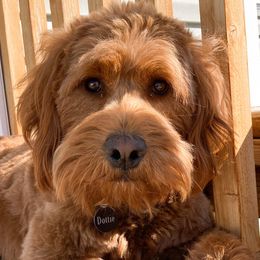 Dottie - Goldendoodle