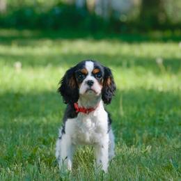 RED MALE - Tri-color male Cavalier King Charles Spaniel puppy in Mcgregor, Minnesota from Country Cavaliers
