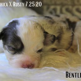 Miniature Australian Shepherd and Toy Australian Shepherd Puppies from TK Mini & Toy Aussies