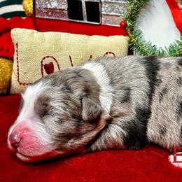 Australian Shepherd puppies from Brushy Creek Aussies & Mini Aussies