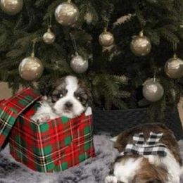 Shichon and Shih Tzu Puppies from Angie’s Teddy Bear Puppies Minnesota