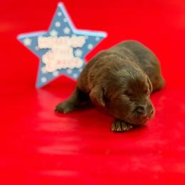 Dove - Chocolate female Labrador Retriever puppy in Isle, Minnesota from Dog Ear Outfitters