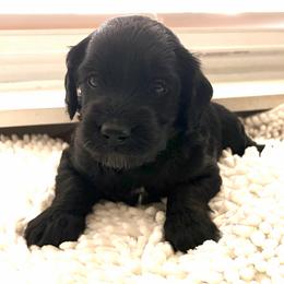 Penny - Cream female Goldendoodle puppy in Point, Texas from Tiny Paws Goldendoodles