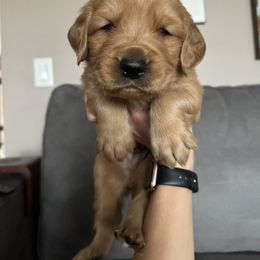 Golden Retriever Puppies from Golden View Ranch
